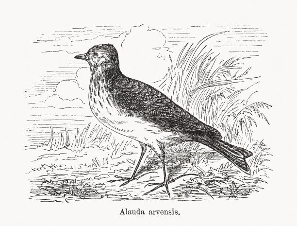 欧亚云雀(Alauda arvensis)木版，1893年出版图片下载