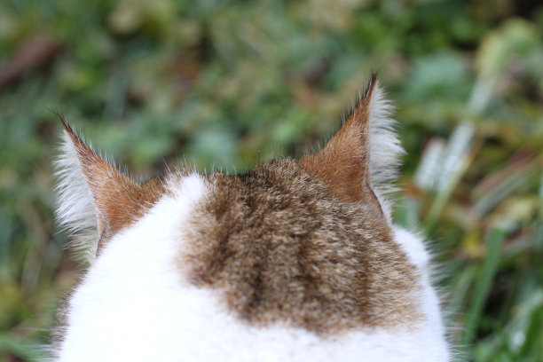 虎斑猫和白猫户外与绿色植物花园图片下载