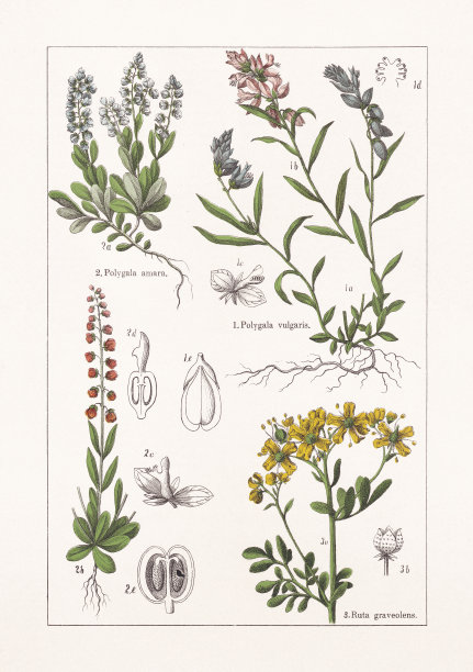 蓼科，芸香科，色版画，1895年出版图片下载