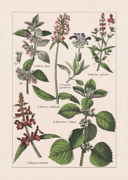 Magnoliids, Asterids, chromolithography，出版于1895年图片下载