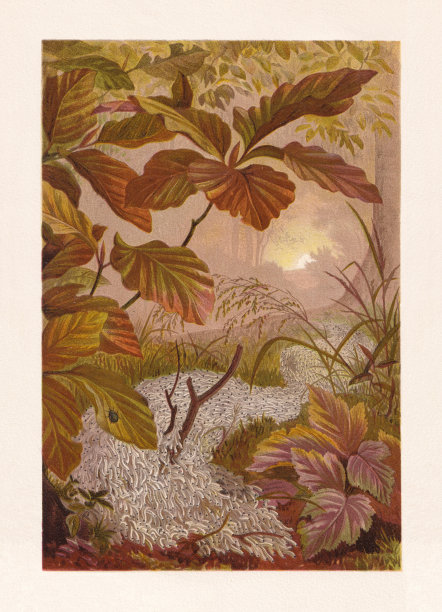 真菌蚋幼虫队列(Sciara militaris)，色板，出版于1884年图片下载