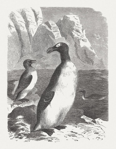 大海雀(Pinguinus impennis)，灭绝的物种，木刻，1893年出版图片下载