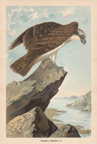 鱼鹰(Pandion haliaetus)，色版画，出版于1896年图片下载