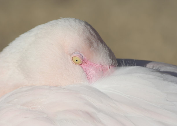 粉色智利火烈鸟的特写图片下载