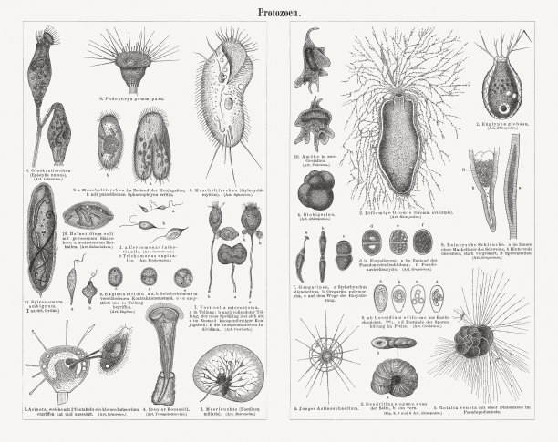原生动物-单细胞真核生物，木版，1897年出版图片下载