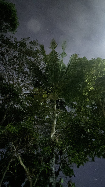 绿色村庄的夜晚图片下载