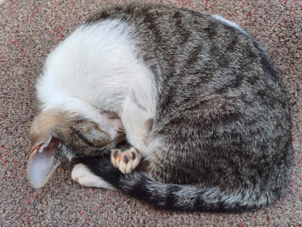 可爱的小猫睡姿图片下载