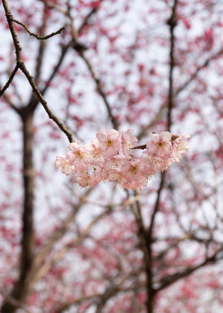 春天的花朵图片下载