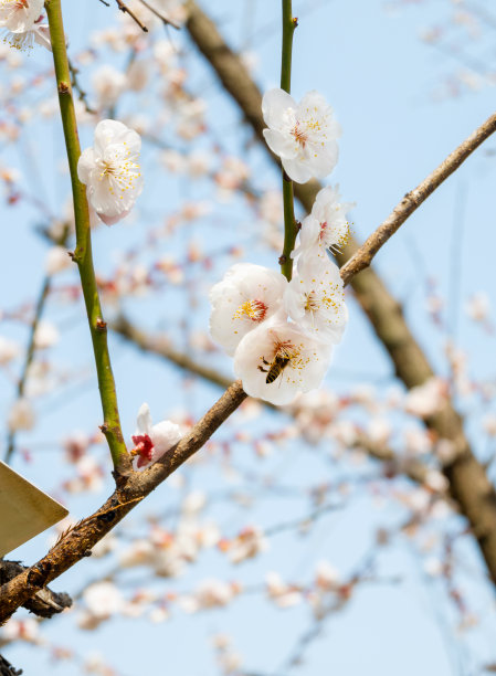 春天的花朵图片下载