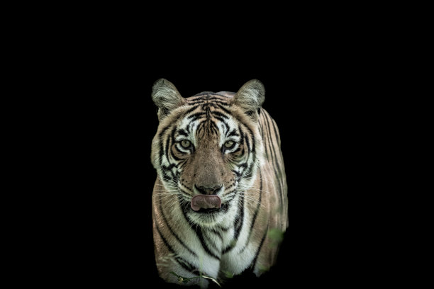 ranthambore野生雌性孟加拉虎或底格里斯虎美术图像特写或肖像在孤立的黑色背景在野生动物园ranthambore国家公园森林保护区拉贾斯坦印度亚洲图片下载