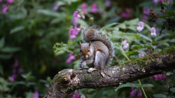 灰松鼠在树林里觅食图片下载