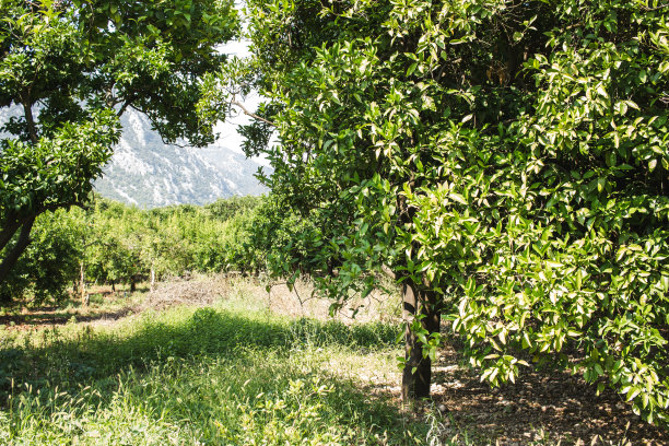夏季的柑橘果园图片下载