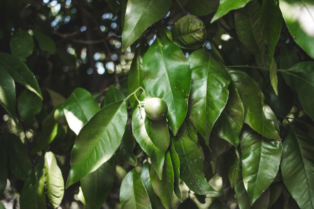 夏季的柑橘果园图片下载