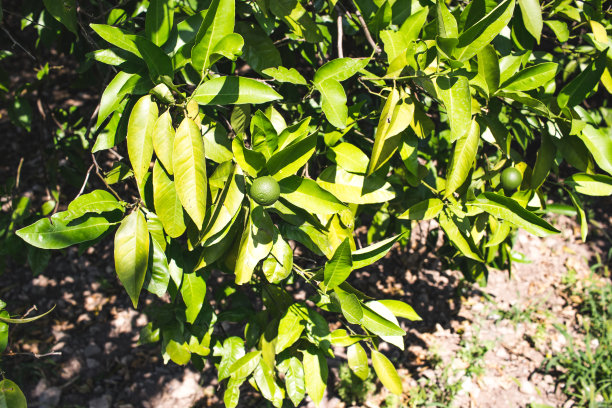 夏季的柑橘果园图片下载