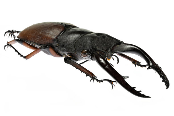 鹿角甲虫(Prosopocoilus astacoides castan)图片下载