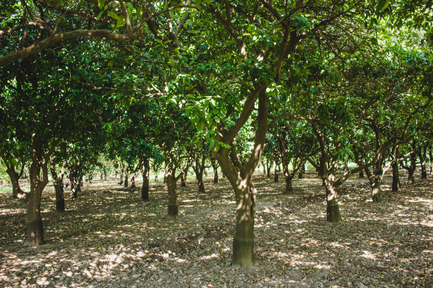 夏季的柑橘果园图片下载
