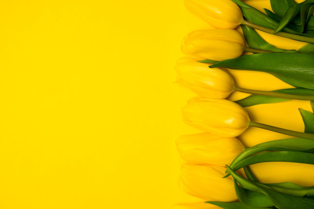 春旗上有一束黄色的郁金香。复活节和春天的贺卡。妇女节概念。文本的Copyspace。图片下载