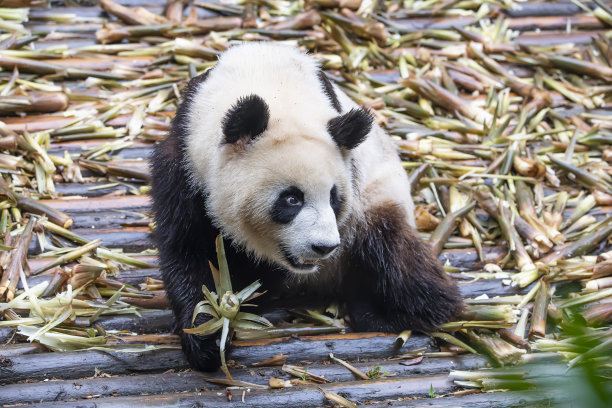 大熊猫吃竹子图片下载