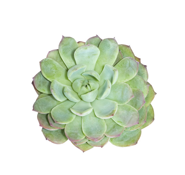 分离的小型多肉植物图片下载