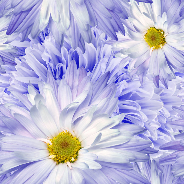 无缝花卉背景。花有菊花和花瓣。图片下载