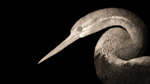 黑色背景中的长颈安欣加鸟头图片下载