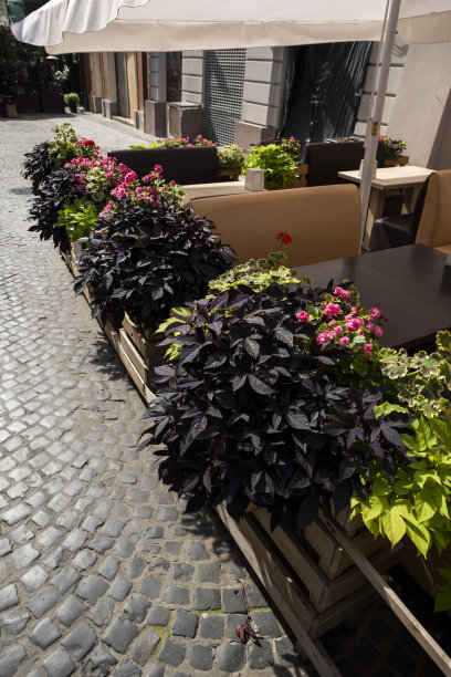 鲜花在花盆和盆的地方，作为设计和装饰的元素图片下载