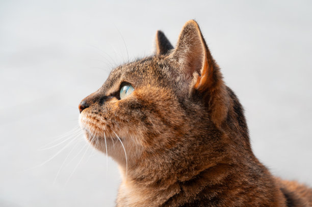 虎斑猫侧面肖像特写图片下载