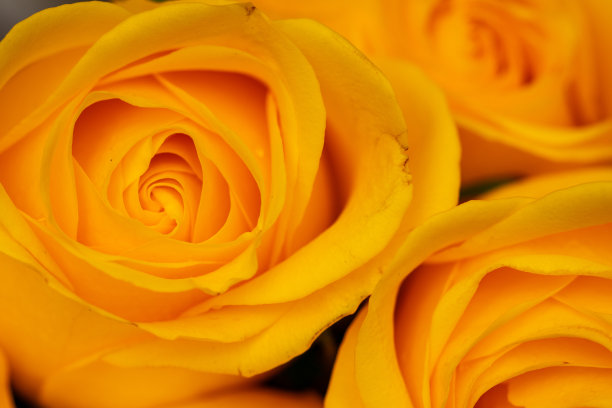 黄色美丽的玫瑰表面滴着露珠。玫瑰的背景。屏幕保护程序,明信片。图片下载