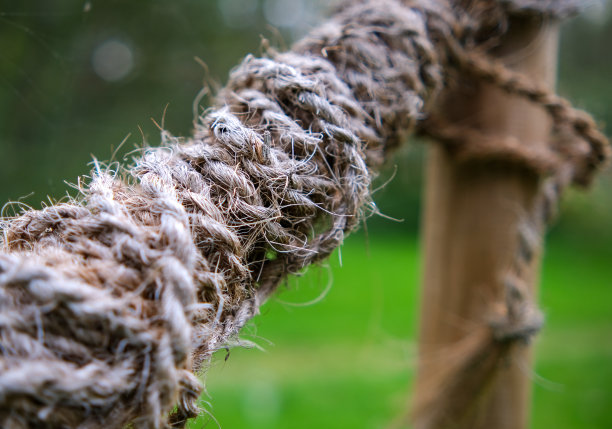 一根旧的、粗的、打结的、纤维状的绳子系在室外的树干上的细节照片图片下载