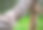 一根旧的、粗的、打结的、纤维状的绳子系在室外的树干上的细节照片图片下载