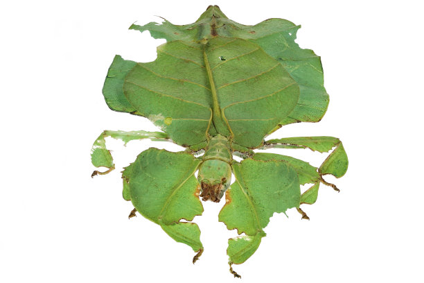 灰叶虫(Pulchriphyllium bioculatum)图片下载