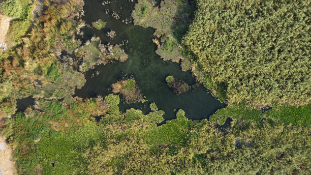 湿地河岸上生长的各种植物鸟瞰图图片下载