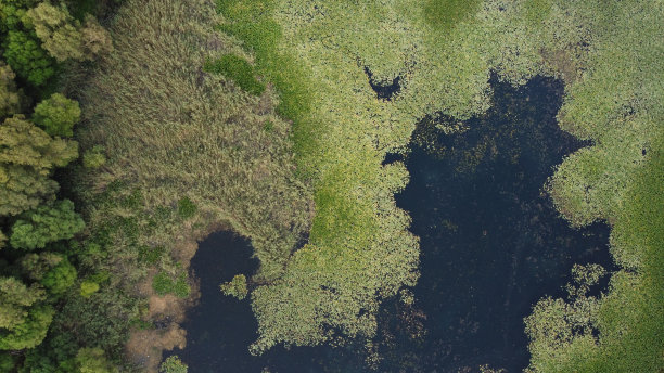 湿地河岸上生长的各种植物鸟瞰图图片下载
