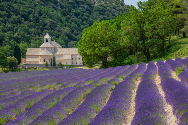 普罗旺斯塞南克修道院，薰衣草田，塞南克圣母院图片下载