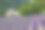 普罗旺斯塞南克修道院，薰衣草田，塞南克圣母院图片下载