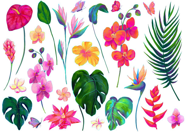 一组充满活力的热带花朵和棕榈叶图片下载