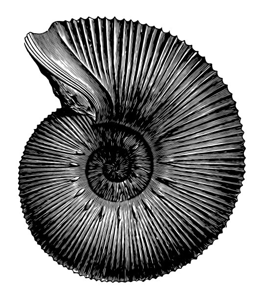 Olcostephanus Astierianus,Neocomites是下白垩纪菊石的一个属图片下载