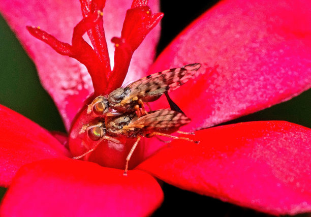 封闭式交配苍蝇，昆虫，动物行为。图片下载