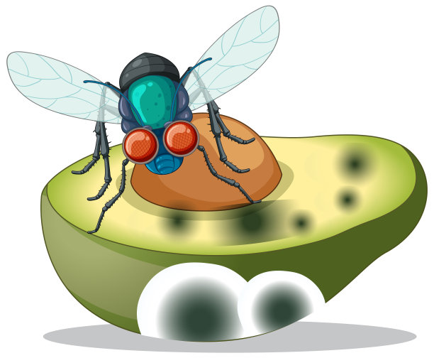 用笑脸苍蝇分解牛油果图片下载