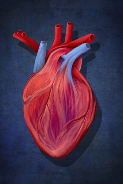 人类的心脏图片下载