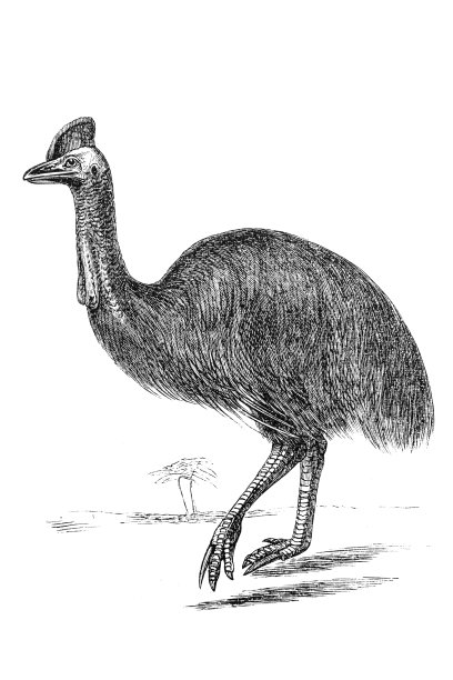 食火鸡图片下载