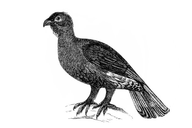 柳松鸡或柳松鸡图片下载