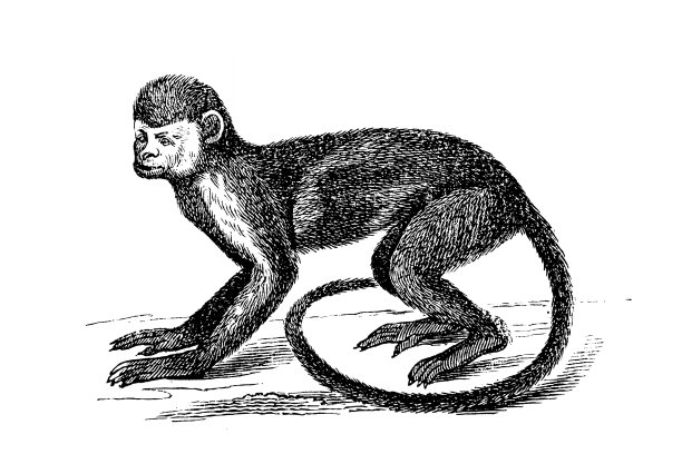 松鼠猴是新世界猴属猴图片下载