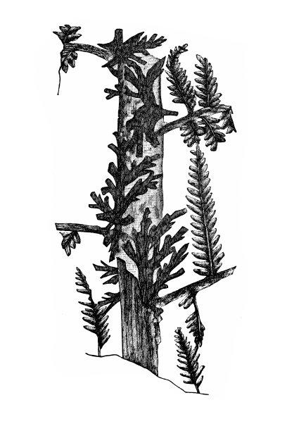 化石植物，齿状石蚴图片下载