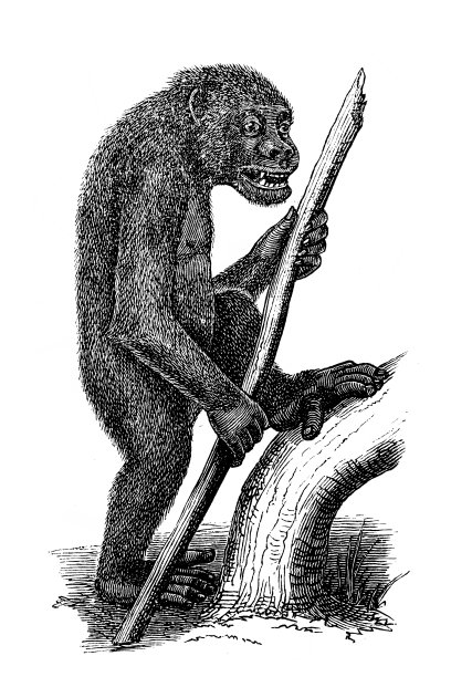 大猩猩图片下载