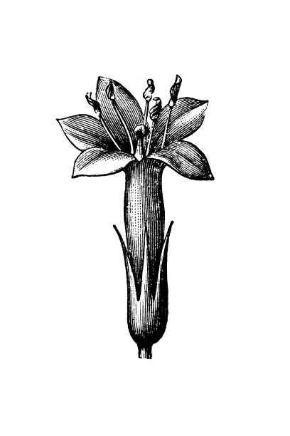 半人头马(普通半人头马或欧洲半人头马)图片下载