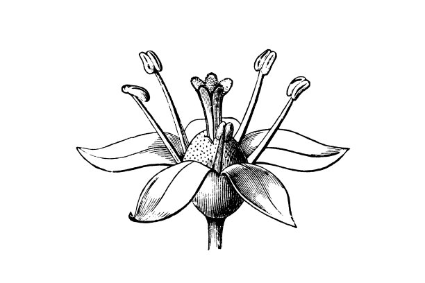 总穗状野穗子(美洲穗状野穗子，小穗状野穗子，印度根，香料浆果，穗状野穗子，人的生命，小毛茛)图片下载