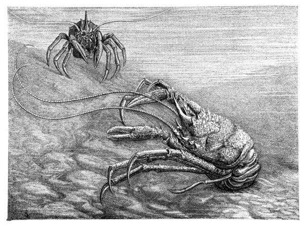 安东尼娅的加拉索德图片下载