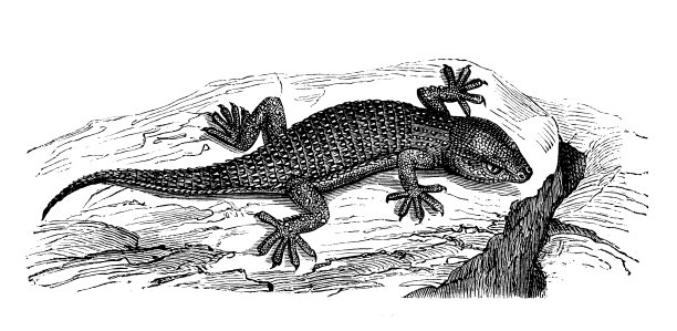 古董动物插图:毛里塔尼亚塔伦托拉，壁虎，摩尔壁虎图片下载
