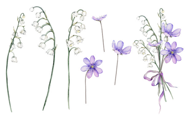 水彩插花与白色花束的山谷百合和紫色胡柏。孤立。设计印刷明信片、婚礼请柬、生日请柬、春暑假请柬图片下载